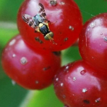 Mouche des fruits