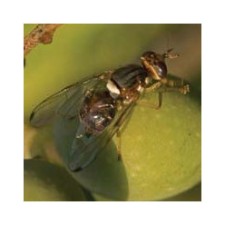 Mouche de l olive