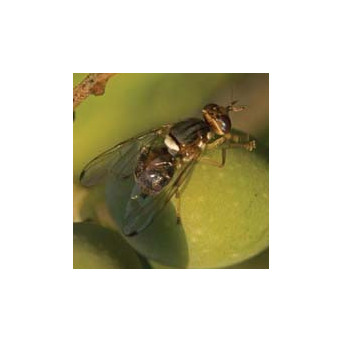 Mouche de l olive