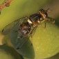 Mouche de l olive