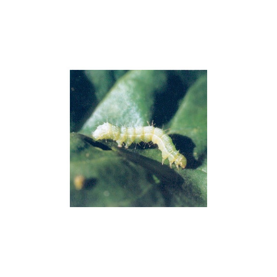 Noctuelle défoliatrice