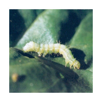 Noctuelle défoliatrice