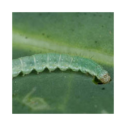 Teigne (ou ver du poireau)