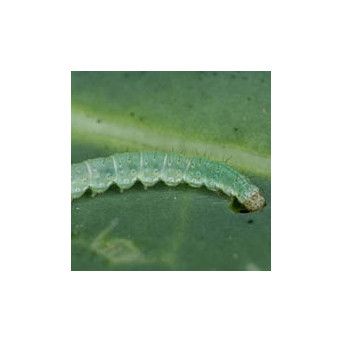 Teigne (ou ver du poireau)