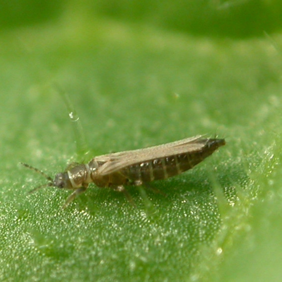 Thrips