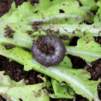 Ver gris (noctuelles terricoles)