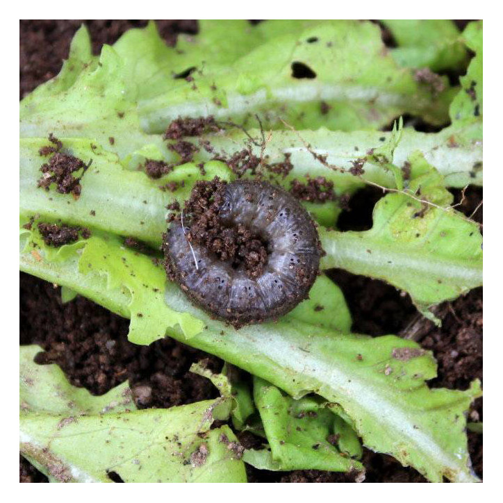 Ver gris (noctuelles terricoles)