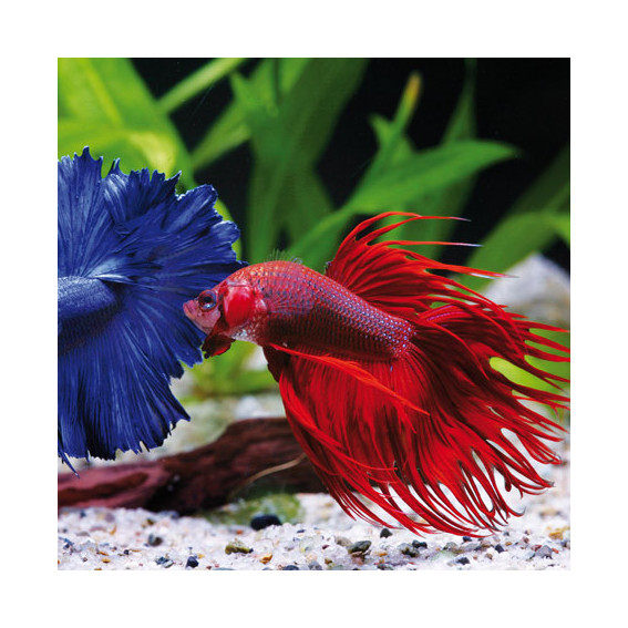 Betta splendens