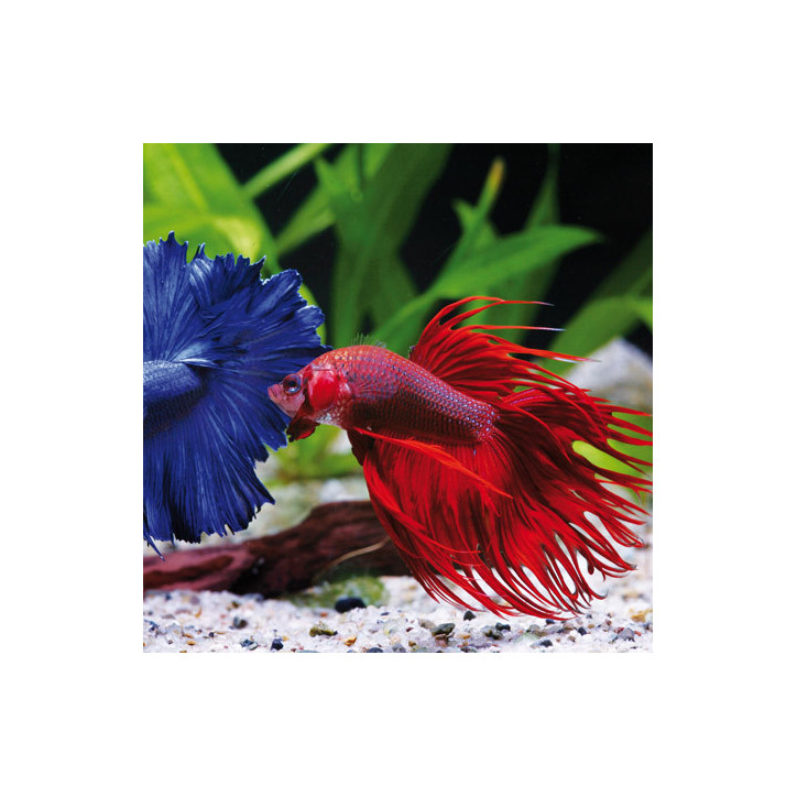 Betta splendens