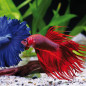 Betta splendens
