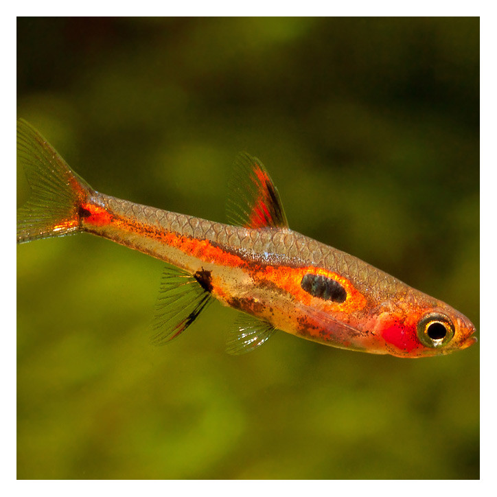 Rasbora merah