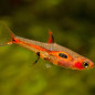 Rasbora merah