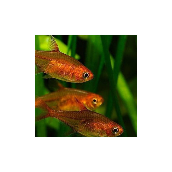 Hyphessobrycon amandae