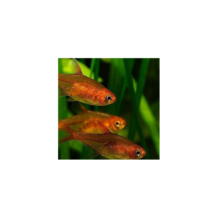 Hyphessobrycon amandae