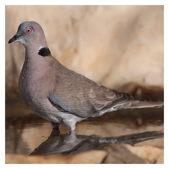 Tourterelle rieuse/Tourterelle domestique