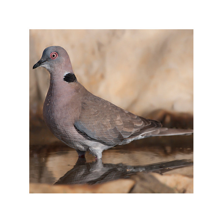 Tourterelle rieuse/Tourterelle domestique