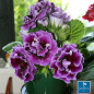 Gloxinia