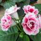 Gloxinia