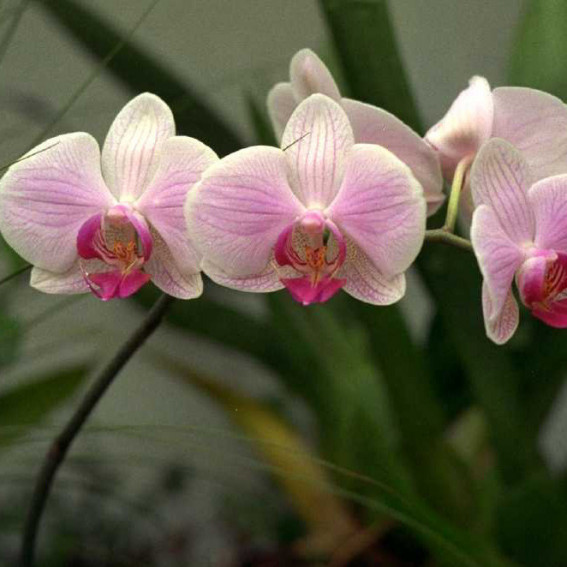 Phalaenopsis