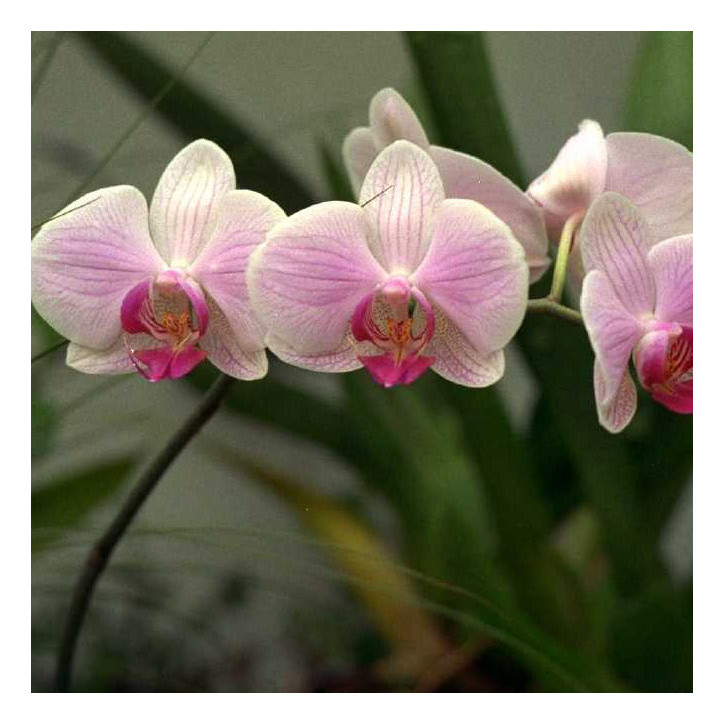 Phalaenopsis