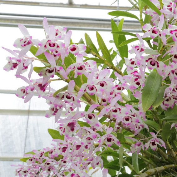 Dendrobium Dendrobium