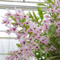Dendrobium Dendrobium