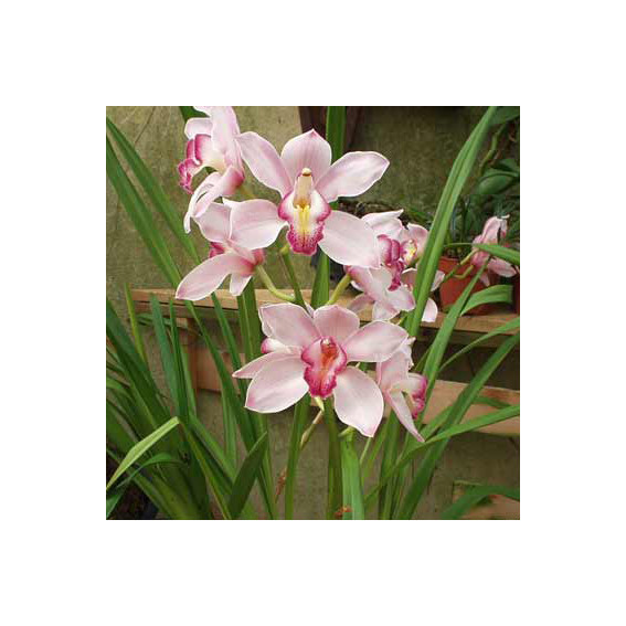 Cymbidium