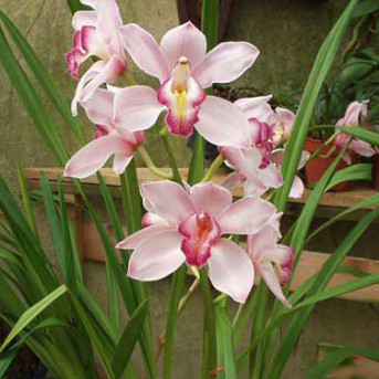Cymbidium