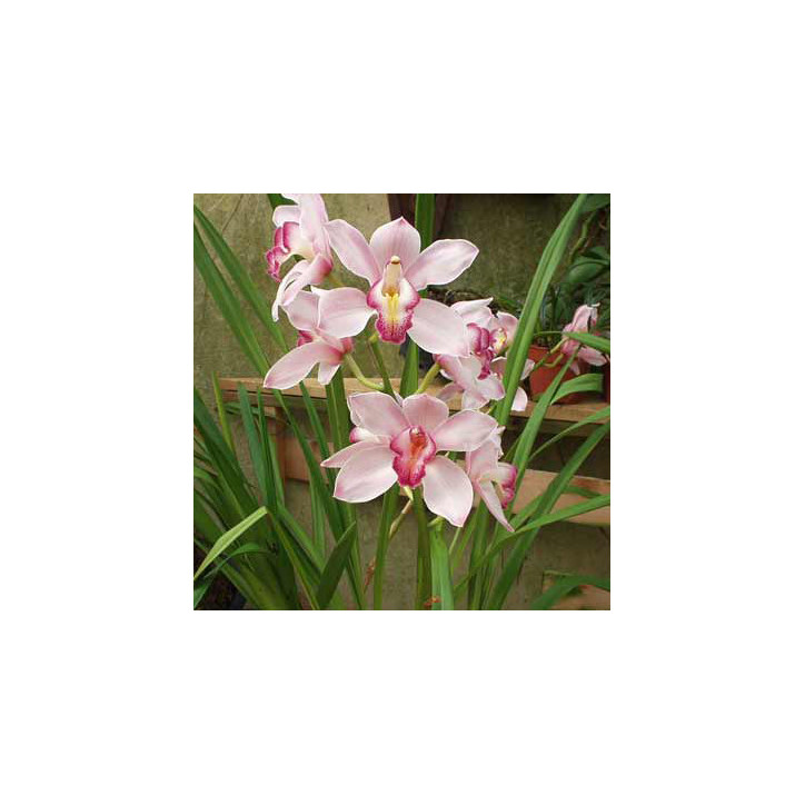 Cymbidium