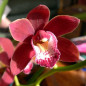 Cymbidium