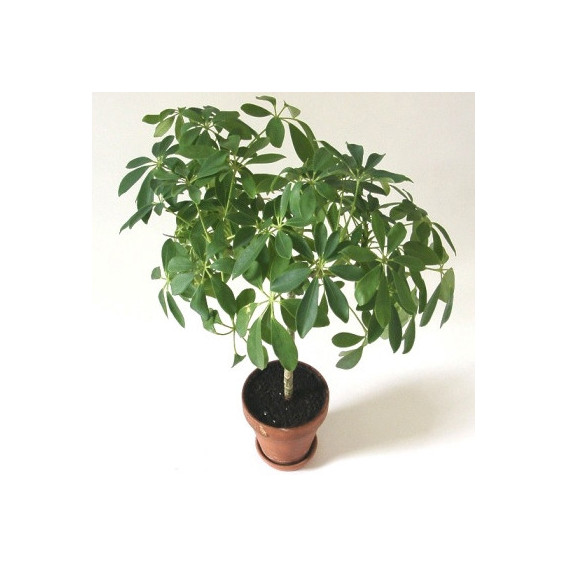 Schefflera Schefflera