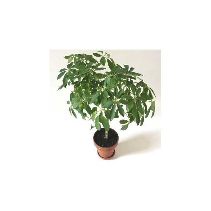 Schefflera