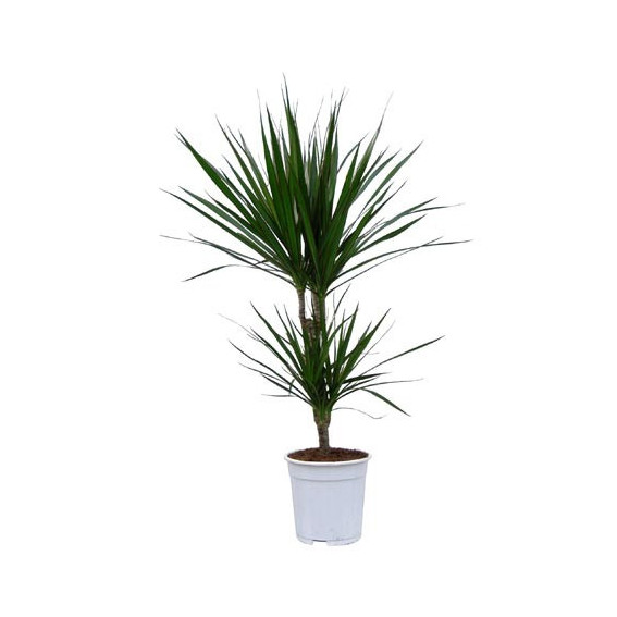 Dracaena marginata