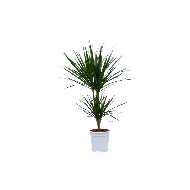 Dracaena marginata