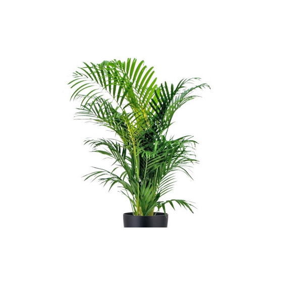 Kentia ou howea forsteriana