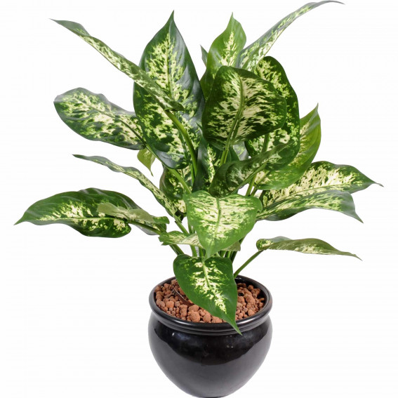 Dieffenbachia