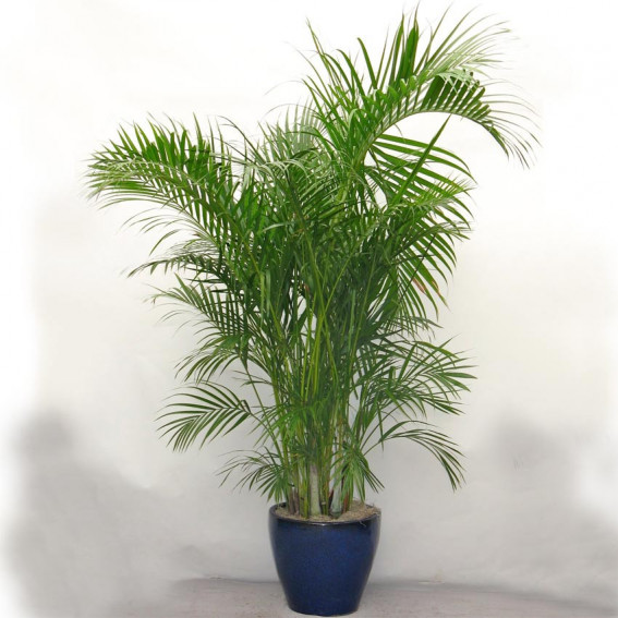 Areca lutescens Areca lutescens