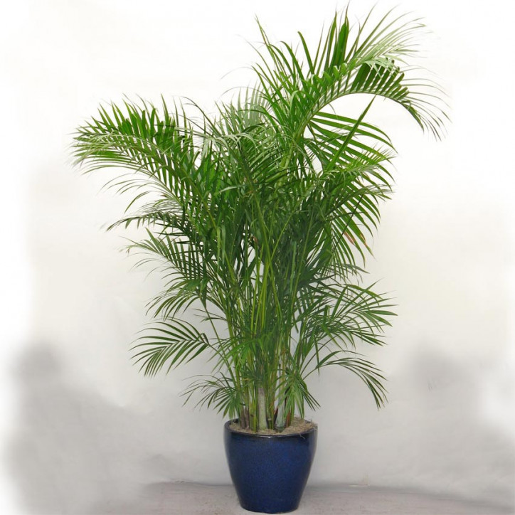 Areca lutescens