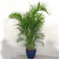 Areca lutescens Areca lutescens