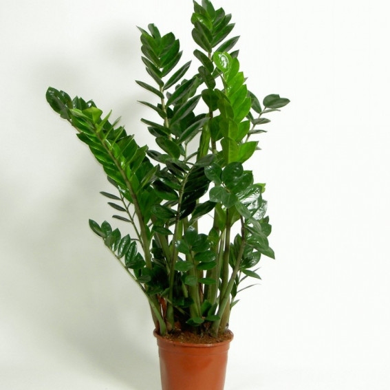 Zamioculcas