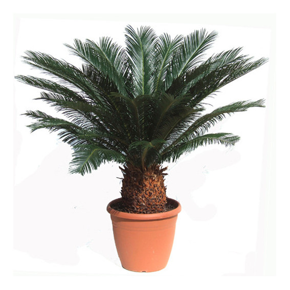 Cycas revoluta Cycas revoluta