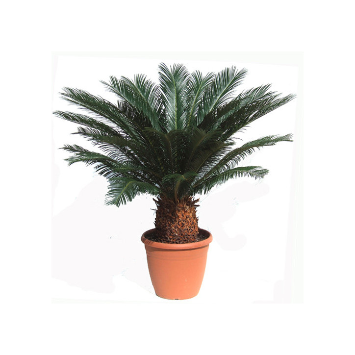 Cycas revoluta