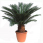 Cycas revoluta Cycas revoluta