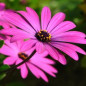 Osteospermum
