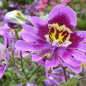 Schizanthus