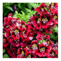 Schizanthus