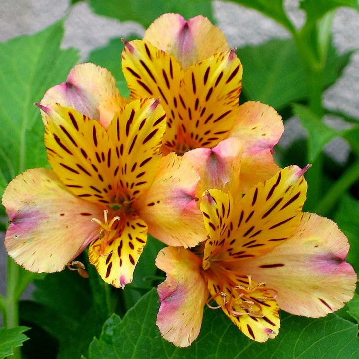 L alstroemeria, ou lis des Incas