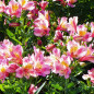 L alstroemeria, ou lis des Incas