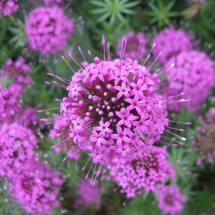 Crucianella Red Ping Pong