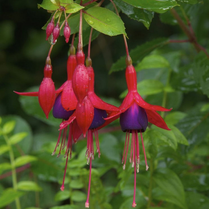 Le fuchsia